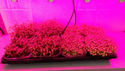  Engenharia Agronômica realiza produção de microverdes em cultivo indoor