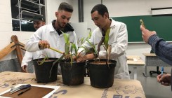 Estudantes de Engenharia Agronômica realizam atividade prática de nutrição de plantas