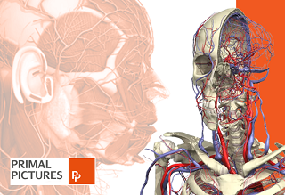Base de dados em 3D facilita pesquisa em anatomia