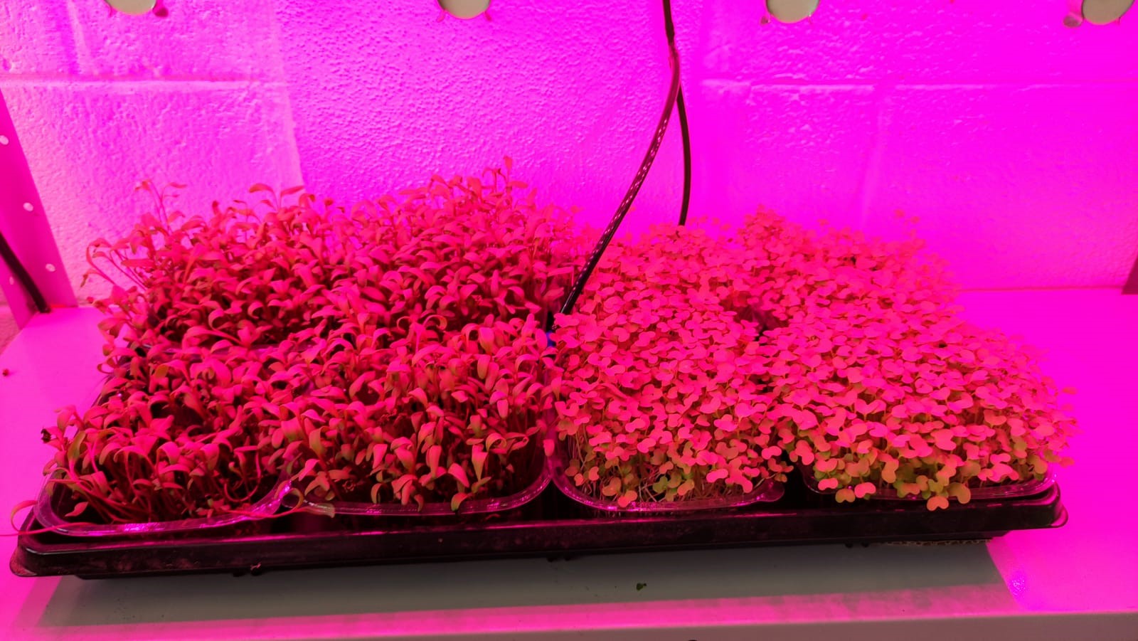  Engenharia Agronômica realiza produção de microverdes em cultivo indoor