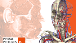 Base de dados em 3D facilita pesquisa em anatomia